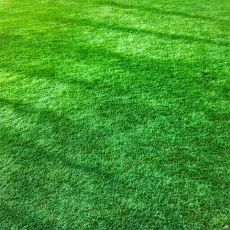 Как ухаживать за газоном: Полный гид для идеального зеленого ковра