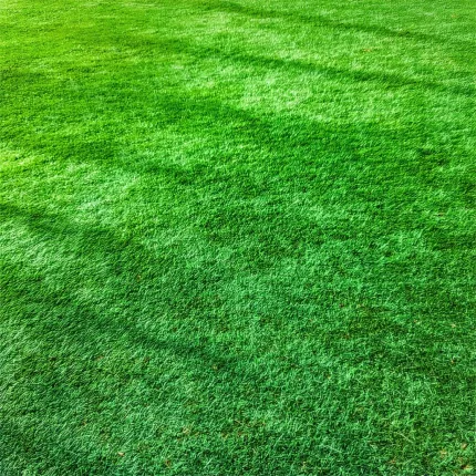 Как ухаживать за газоном: Полный гид для идеального зеленого ковра